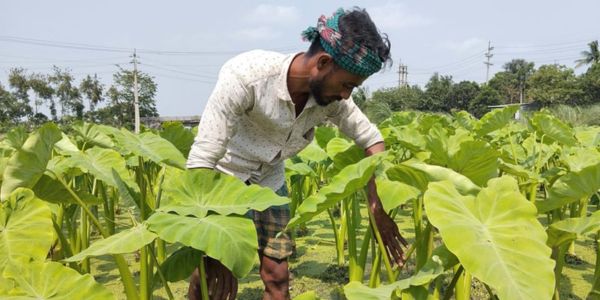 ইউটিউব দেখে কচুর লতি চাষে সাফল্য